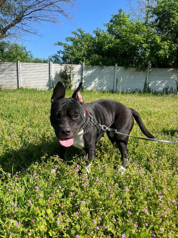 ZARA PIT BULL Foto 7